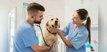 Municipalidad de Lima organiza campaña veterinaria gratuita: revisa dónde y cuándo podrás atender a tus mascotas Municipalidad de Lima organiza campaña veterinaria gratuita: revisa dónde y cuándo podrás atender a tus mascotas