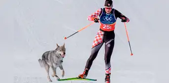 Perro lobo irrumpió en los Juegos Olímpicos 2026: burló los dispositivos de seguridad y cruzó la meta Perro lobo irrumpió en los Juegos Olímpicos 2026: burló los dispositivos de seguridad y cruzó la meta
