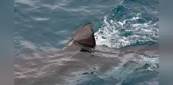 Unos pescadores hacen un descubrimiento que obliga a los científicos a revisar la historia de hace 160 años Unos pescadores hacen un descubrimiento que obliga a los científicos a revisar la historia de hace 160 años
