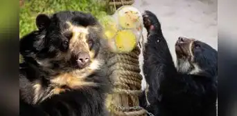 Parque de las Leyendas celebra el Día del Oso: revisa el cronograma de actividades para este 21 de febrero en San Miguel y Huachipa Parque de las Leyendas celebra el Día del Oso: revisa el cronograma de actividades para este 21 de febrero en San Miguel y Huachipa