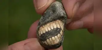 Descubren fósil "sonriente" de 350 millones de años en una isla de Inglaterra que revela la existencia de un antiguo animal marino Descubren fósil "sonriente" de 350 millones de años en una isla de Inglaterra que revela la existencia de un antiguo animal marino
