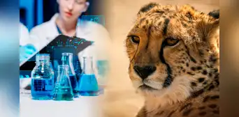 Científicos extraen ADN de guepardos momificados y revelan un hallazgo que cambia lo que el mundo sabía sobre esta especie Científicos extraen ADN de guepardos momificados y revelan un hallazgo que cambia lo que el mundo sabía sobre esta especie