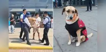 ATU retira a perros de la estación Naranjal del Metropolitano en jaulas sin avisar a voluntarios: "No sabemos dónde están" ATU retira a perros de la estación Naranjal del Metropolitano en jaulas sin avisar a voluntarios: "No sabemos dónde están"