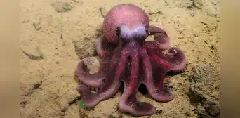 Científicos descubren una nueva especie de pulpo en las aguas del Pacífico y sería exclusiva en un país de América Latina Científicos descubren una nueva especie de pulpo en las aguas del Pacífico y sería exclusiva en un país de América Latina