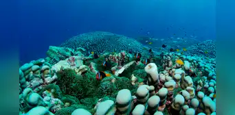 Una familia de científicas australianas descubre la colonia de coral que compite por ser la más grande del mundo