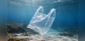 Científicos crean un plástico transparente hecho con plantas capaz de reducir la contaminación marina sin dejar residuos tóxicos