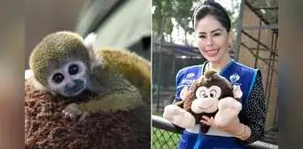 Mono 'Punch' peruano rescatado de una casa ahora vive en el parque zonal Huáscar, en Villa El Salvador