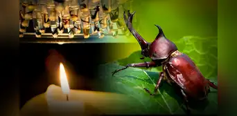 Un desafío para la biodiversidad: El Amazonas enfrenta el peligro de perder la mitad de sus insectos por el estrés térmico