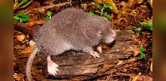 Científicos descubren una nueva especie de ratón semiacuático en las montañas de los andes del Perú