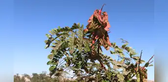 Serfor celebra el Día Mundial de la Vida Silvestre con una gran feria Serfor celebra el Día Mundial de la Vida Silvestre con una gran feria