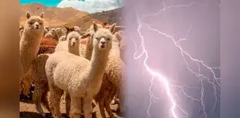 Rayo mata más de 25 alpacas y deja sin su único sustento a madre en Ayacucho: familia pide ayuda tras la tragedia