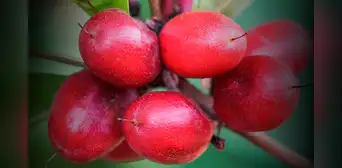 La 'fruta milagrosa' que crece en América Latina, transforma sabores y es clave para pacientes con cáncer en Estados Unidos