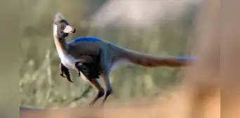 Descubren en Argentina un pequeño dinosaurio de 90 millones de años que aclara un misterio evolutivo Descubren en Argentina un pequeño dinosaurio de 90 millones de años que aclara un misterio evolutivo