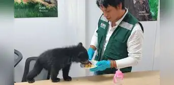 Rescatan cría de oso andino hallada en una vivienda de Puno y será trasladada a Madre de Dios Rescatan cría de oso andino hallada en una vivienda de Puno y será trasladada a Madre de Dios