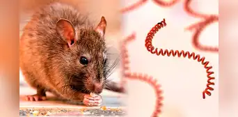 Minsa confirma 3 fallecidos y 841 casos de contagios a nivel nacional por leptospirosis: "Una enfermedad cíclica" Minsa confirma 3 fallecidos y 841 casos de contagios a nivel nacional por leptospirosis: "Una enfermedad cíclica"