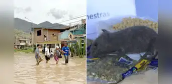 Incrementan casos por leptospirosis en plena temporada de lluvias: muertos se triplican y se confirma el primer fallecido en Lima