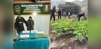 Esclavos de la marihuana: Mafias del Vraem reclutan agricultores para cultivar cannabis