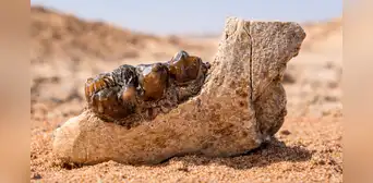 Un fósil reescribe la historia: científicos descubren un hueso en Egipto que redefine el origen de los simios que hoy conocemos Un fósil reescribe la historia: científicos descubren un hueso en Egipto que redefine el origen de los simios que hoy conocemos