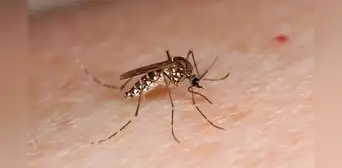 Los mosquitos encuentran a las personas basándose en dos señales, según un estudio: el color oscuro y la concentración de dióxido de carbono Los mosquitos encuentran a las personas basándose en dos señales, según un estudio: el color oscuro y la concentración de dióxido de carbono