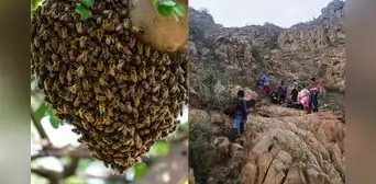Paseo acaba en tragedia: ataque de abejas deja un muerto y cinco heridos en Chiclayo