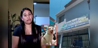 Pareja denuncia a veterinaria de VES por muerte de su mascota tras presunta mala praxis en esterilización Pareja denuncia a veterinaria de VES por muerte de su mascota tras presunta mala praxis en esterilización