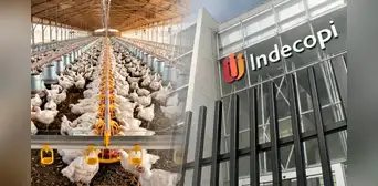 Indecopi abre proceso sancionador contra cinco avícolas por presunto acuerdo de precios del pollo: ¿Cuáles son? Indecopi abre proceso sancionador contra cinco avícolas por presunto acuerdo de precios del pollo: ¿Cuáles son?