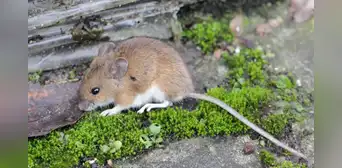 Los ratones de laboratorio liberados en la naturaleza revelan las limitaciones de la investigación científica Los ratones de laboratorio liberados en la naturaleza revelan las limitaciones de la investigación científica