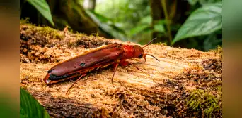 Científicos descubren por primera vez en un país de América Latina un escarabajo que perfora madera, cultiva hongos y vive poco Científicos descubren por primera vez en un país de América Latina un escarabajo que perfora madera, cultiva hongos y vive poco
