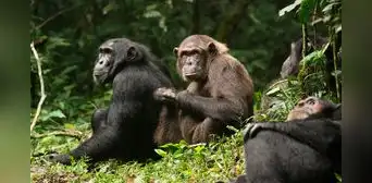 Se desata una rara y mortal guerra civil entre chimpancés: ataques coordinados y crías asesinadas Se desata una rara y mortal guerra civil entre chimpancés: ataques coordinados y crías asesinadas