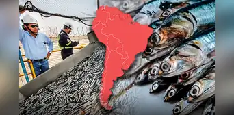Este país de América Latina destaca como el mayor productor de pescado en el mundo junto a China: supera a EE.UU. y Rusia