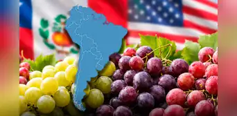 Este país de América Latina lidera la producción de uvas en el mundo junto a China: supera hasta 2 veces a Perú, Chile y EE.UU.