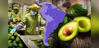 Este país de América Latina supera a Perú y Colombia con la mayor producción de paltas en el mundo: le exporta más a EE.UU.