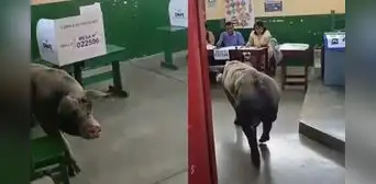 “No quería pagar multa”: cerdo invade centro de votación en Ica y se vuelve viral en Elecciones 2026 “No quería pagar multa”: cerdo invade centro de votación en Ica y se vuelve viral en Elecciones 2026