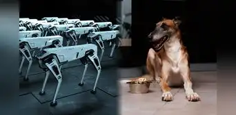 ¿Cómo los perros están ayudando a los robots a entender los gestos y el lenguaje humano?