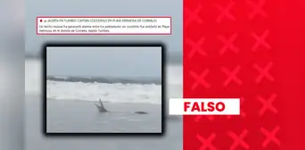 Video viral de cocodrilo "captado en playa de Tumbes" no es actual: circula desde el 2017 en medios locales de Costa Rica