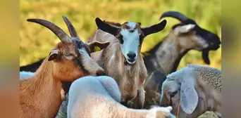 Las cabras que desconciertan a los científicos: viven en una isla remota sin agua dulce y no se entiende cómo sobreviven Las cabras que desconciertan a los científicos: viven en una isla remota sin agua dulce y no se entiende cómo sobreviven