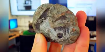 Científicos descubren un huevo de 250 millones de años que resuelve uno de los mayores misterios de la evolución