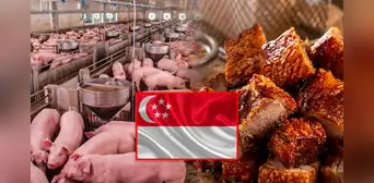Perú fortalece la porcicultura: consumo se triplica, producción crece y se concreta exportación de carne de cerdo a Singapur