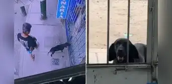 Perrito callejero enfermo conmueve al llegar solo a veterinaria de San Juan de Lurigancho para pedir ayuda Perrito callejero enfermo conmueve al llegar solo a veterinaria de San Juan de Lurigancho para pedir ayuda