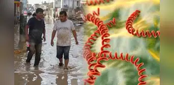 Piura confirma cinco muertes por leptospirosis y alerta por variante agresiva detectada en pacientes Piura confirma cinco muertes por leptospirosis y alerta por variante agresiva detectada en pacientes
