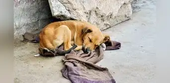 Lo cuidaban y lo perdieron: Indecopi sanciona a negocio de mascotas por extravío de perrito