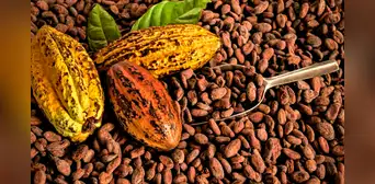 Cacao peruano cayó 45% en inicio de 2026 a raíz de problemas en cosechas y precios, según ADEX Cacao peruano cayó 45% en inicio de 2026 a raíz de problemas en cosechas y precios, según ADEX