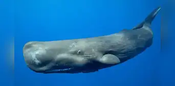 Un estudio sorprende a científicos al revelar que los cachalotes usan formas de lenguaje similares a las humanas Un estudio sorprende a científicos al revelar que los cachalotes usan formas de lenguaje similares a las humanas
