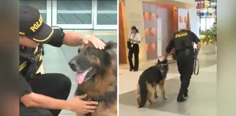 Bastian, el perro policía del aeropuerto Jorge Chávez, pasa al retiro tras 8 años de servicio: “Misión cumplida”
