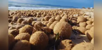 Descubren qué son las pelotas de Neptuno y cómo atrapan los microplásticos en el océano