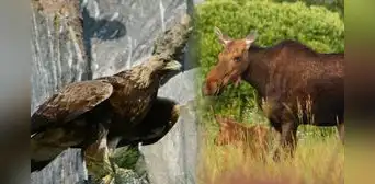 De zonas de conflicto a santuarios naturales: cómo Chernóbil y la frontera entre las 2 Coreas son refugios para especies en peligro de extinción De zonas de conflicto a santuarios naturales: cómo Chernóbil y la frontera entre las 2 Coreas son refugios para especies en peligro de extinción
