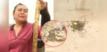 Alerta sanitaria en Carabayllo: Vecinos alertan plaga de moscas en sus casas por presencia de avícola en la zona Alerta sanitaria en Carabayllo: Vecinos alertan plaga de moscas en sus casas por presencia de avícola en la zona