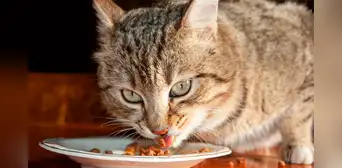 No es por estar llenos: científicos descubren por qué los gatos dejan de comer repentinamente