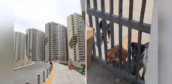 Animalistas denuncian abandono de perros en la Villa Panamericana de VES: duermen a la intemperie y sin comida