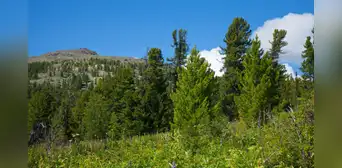 Este país en guerra lidera una revolución ambiental al plantar 10 mil millones de árboles en tiempo récord